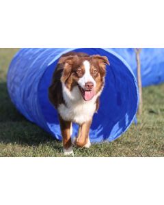 Agility Tunnel 5 Meter.